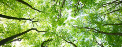 Bilancio del verde positivo a Desio: i nuovi alberi doppiano quelli abbattuti